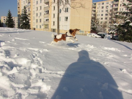 kooikerhondje